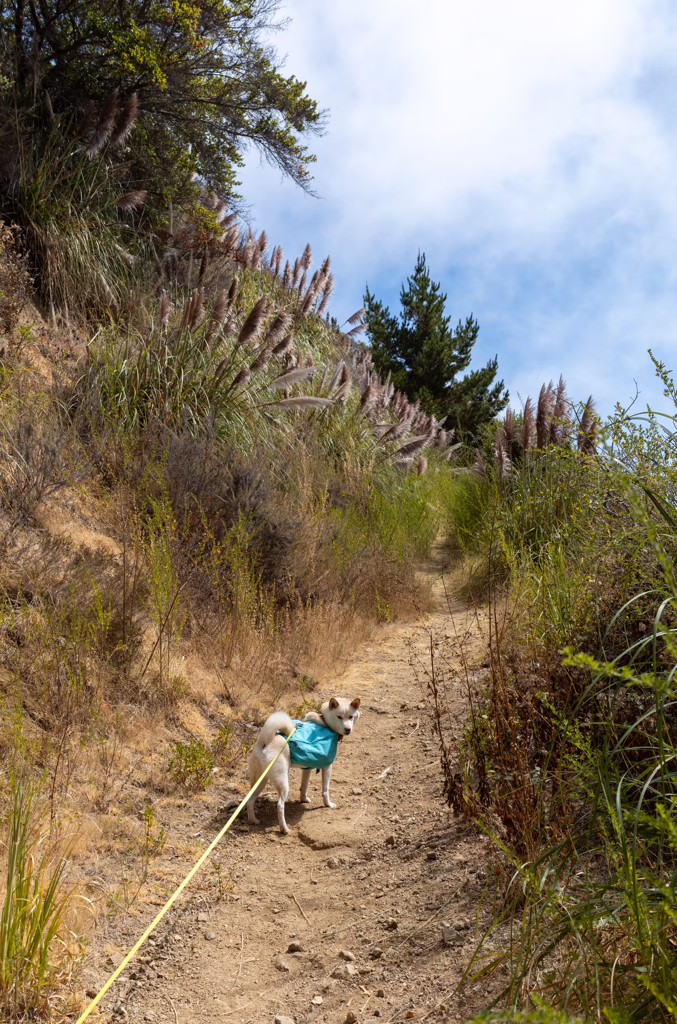 Big Sur photo 10