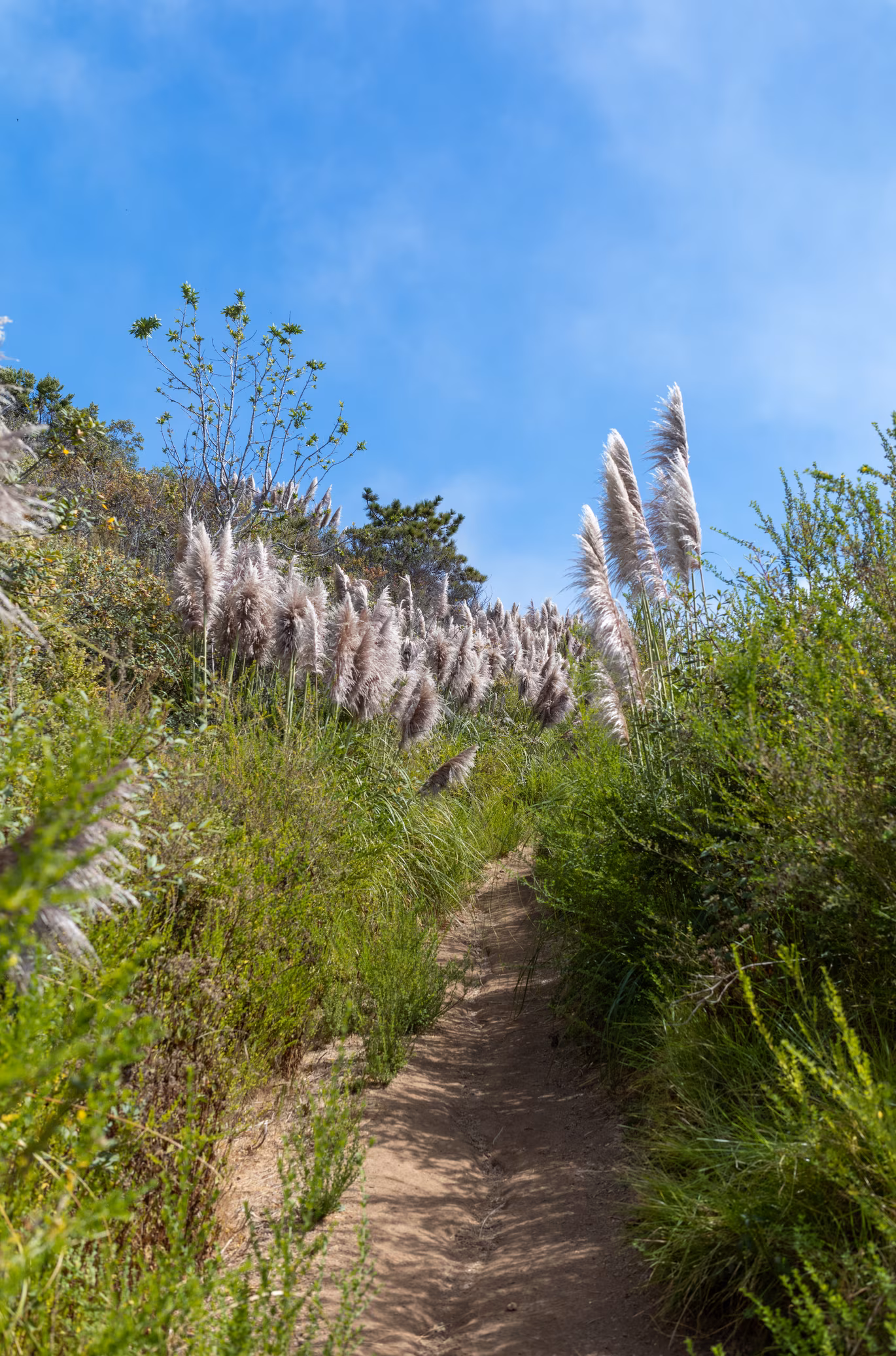 Big Sur photo 30
