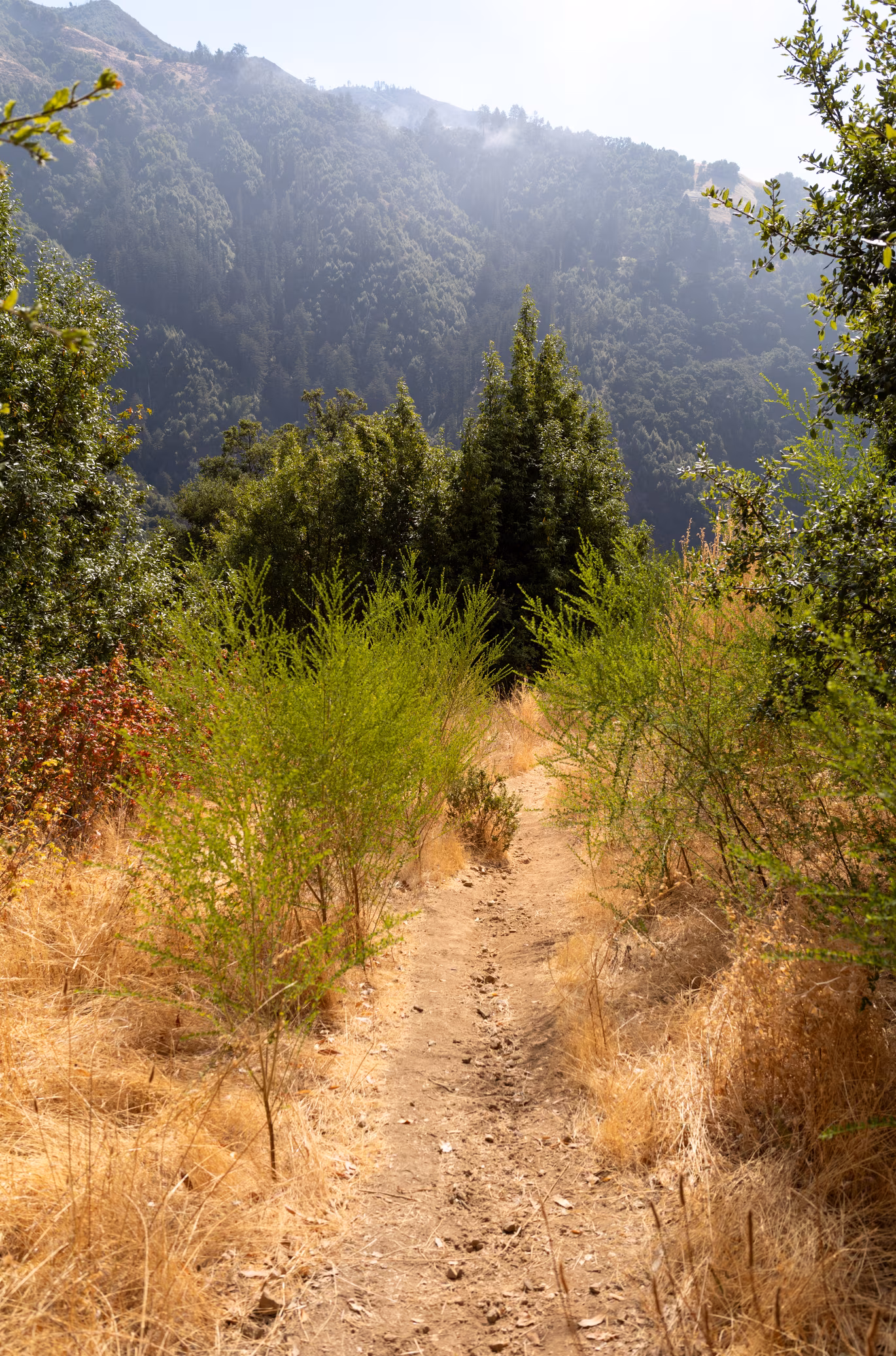 Big Sur photo 9