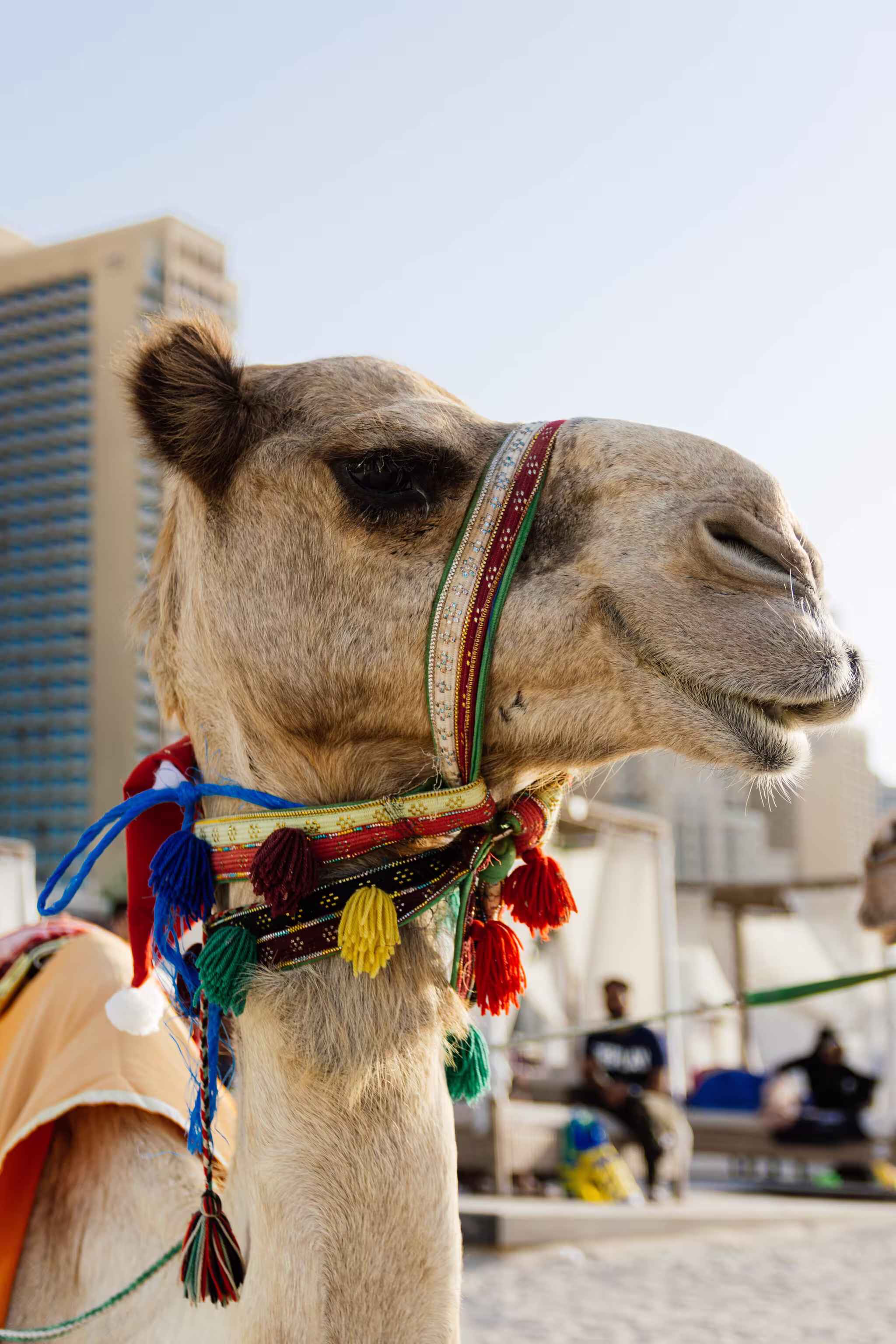 Dubai photo 25