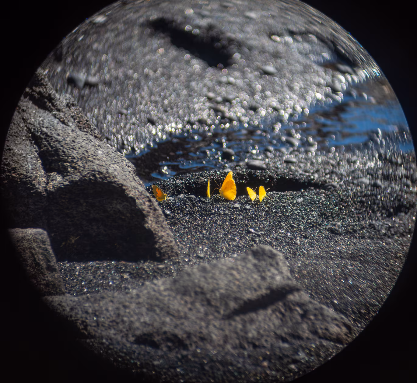 Hawaii photo 10