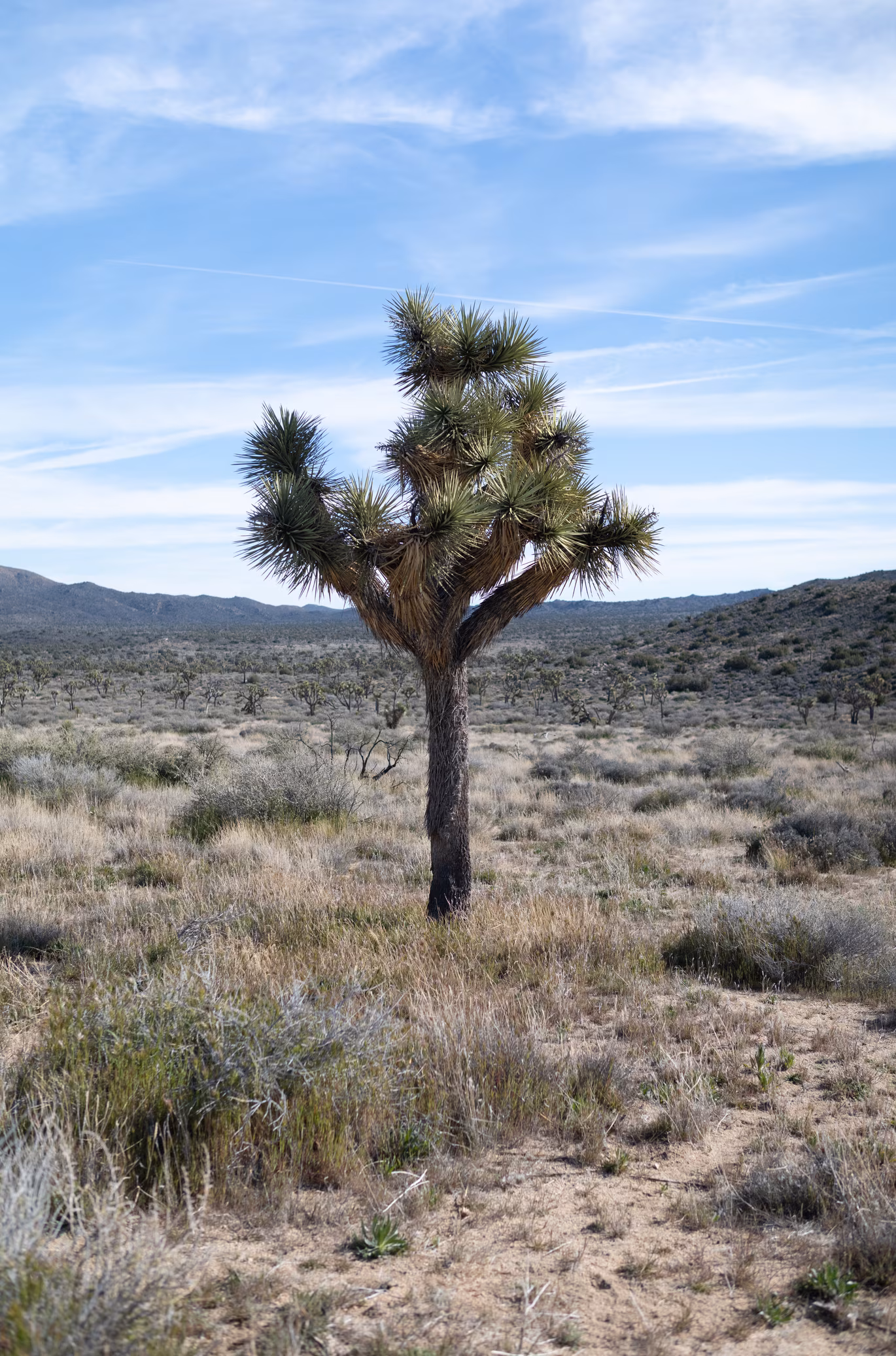 Joshua Tree photo 13
