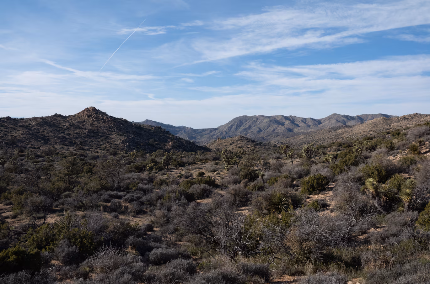 Joshua Tree photo 7