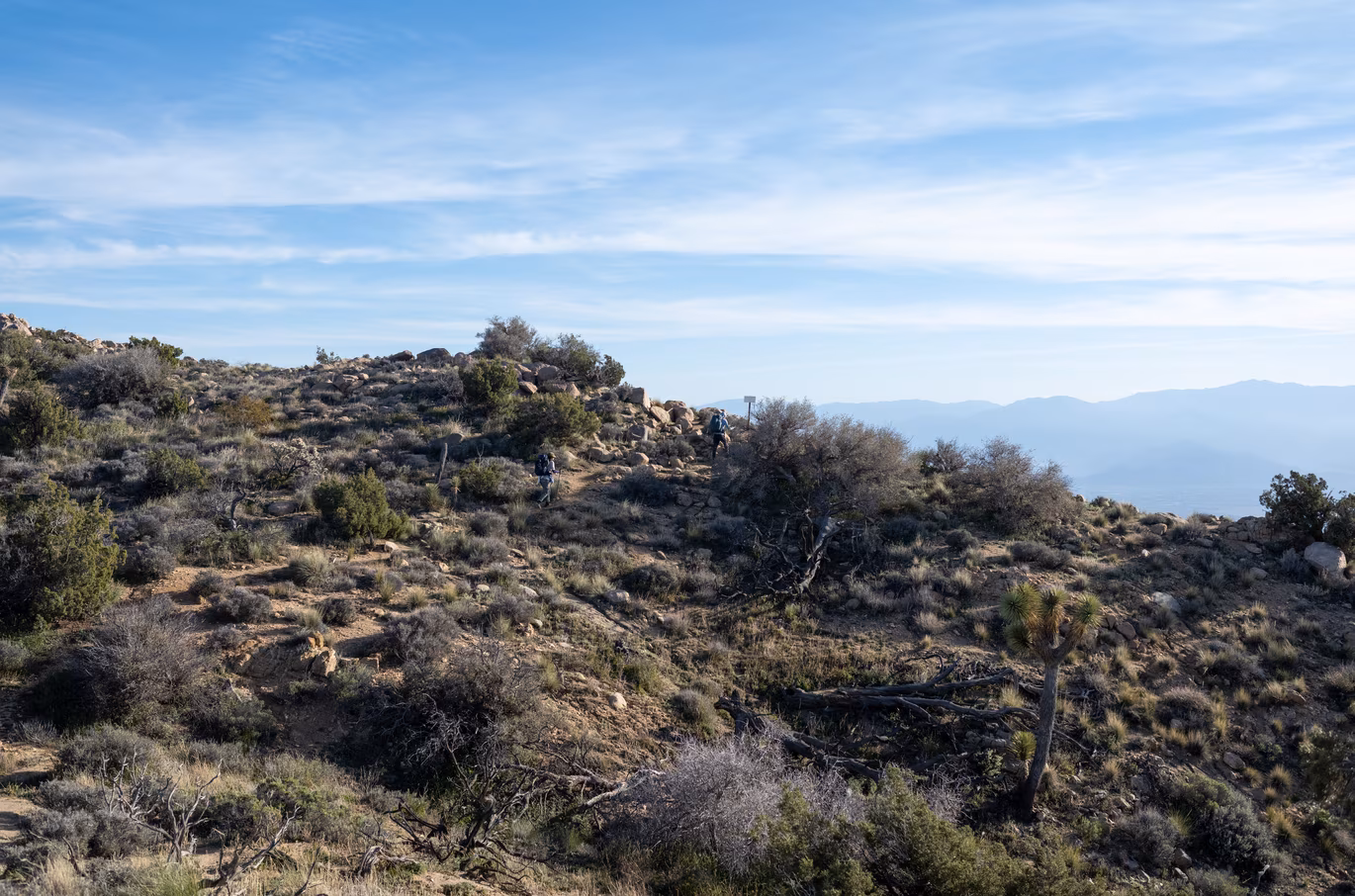 Joshua Tree photo 5