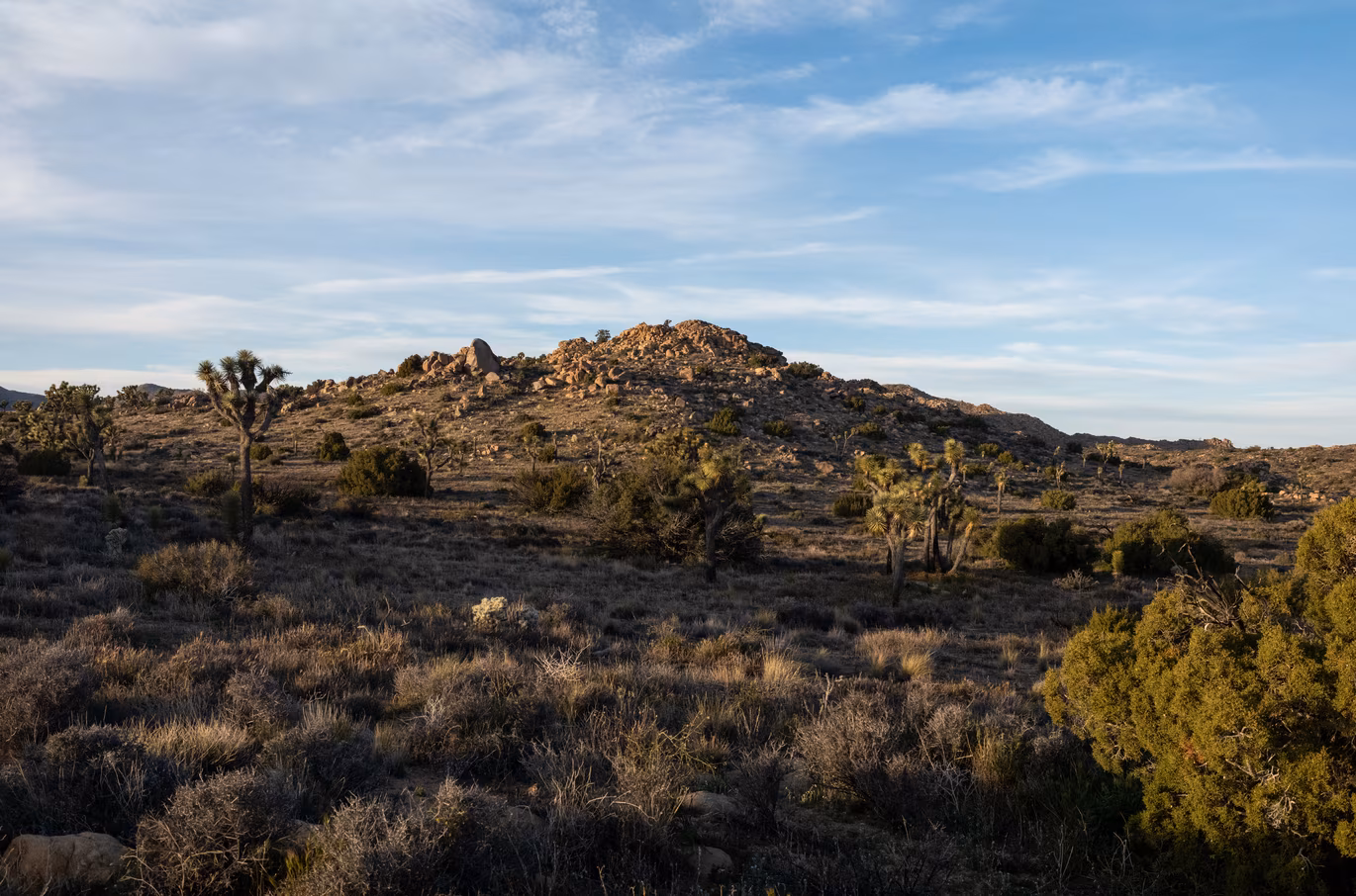 Joshua Tree photo 9