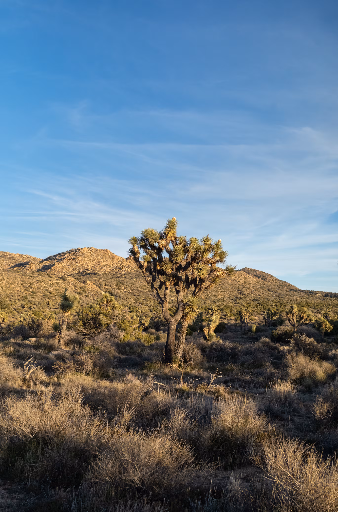 Joshua Tree photo 15