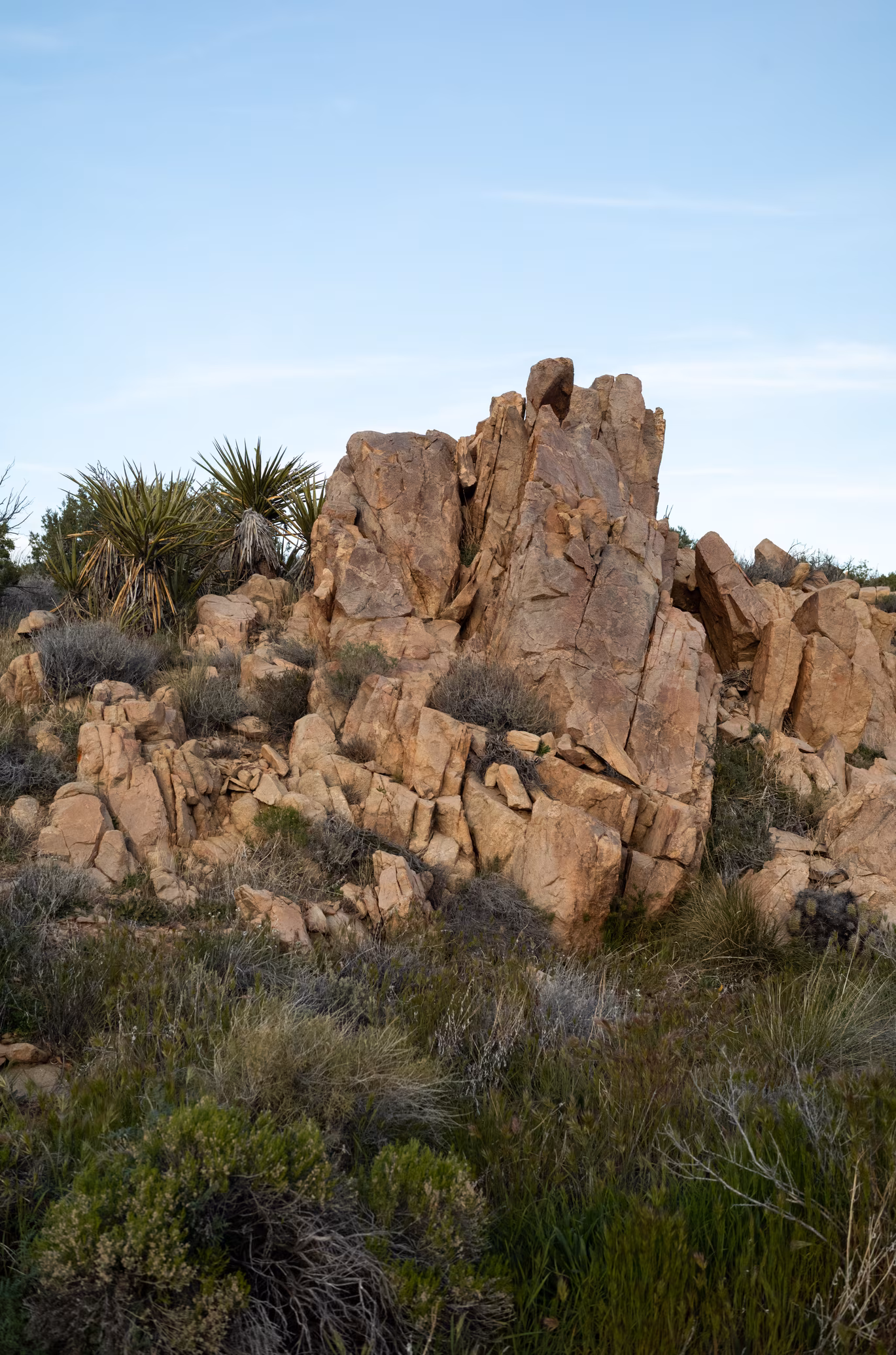 Joshua Tree photo 3