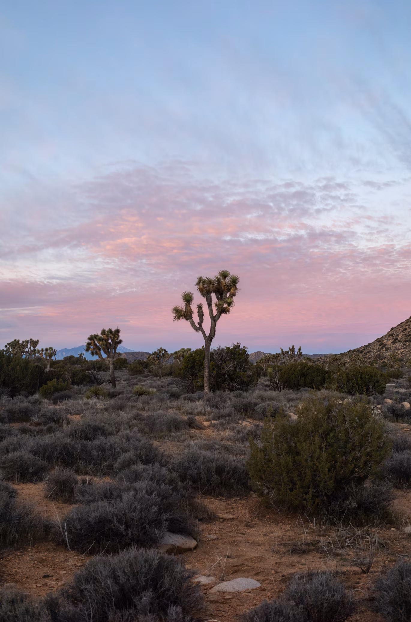 Joshua Tree photo 6