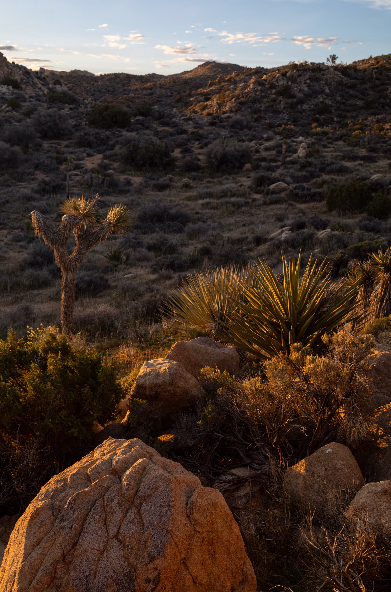 Joshua Tree photo 1