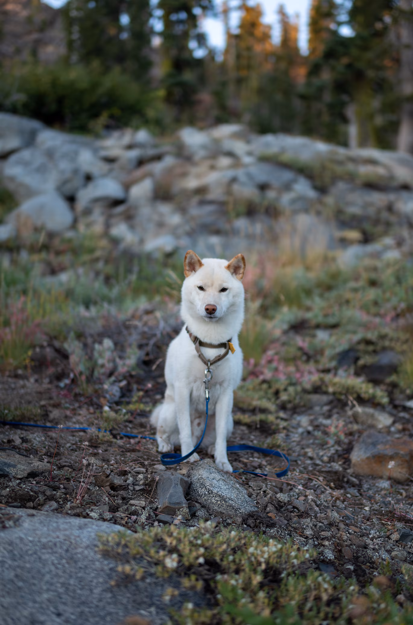 Lake Tahoe photo 19