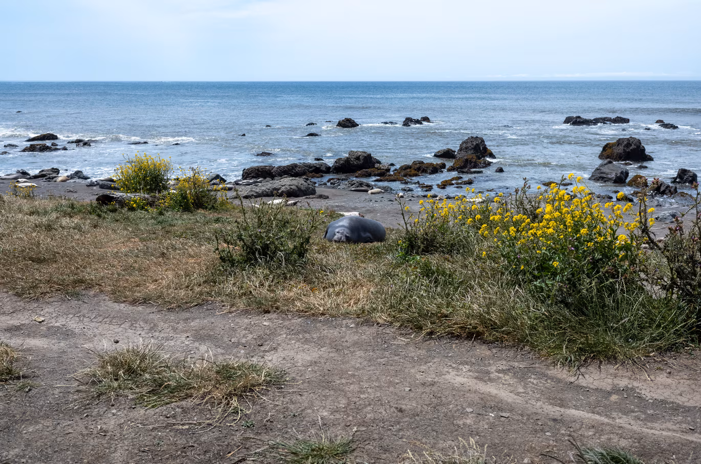 A female adult elephant seal relaxing by the trial.