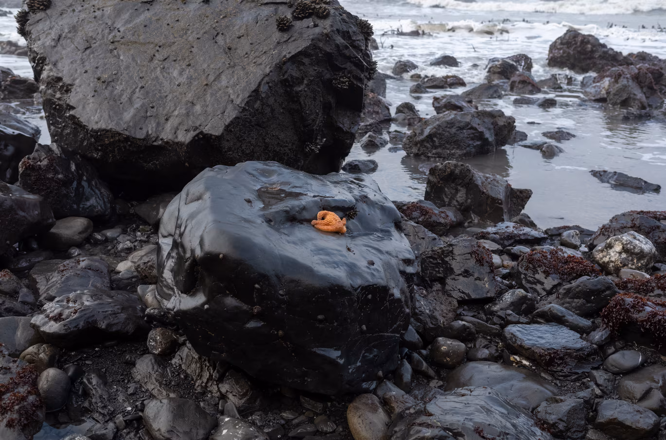 Starfish on a rock during low tide.
