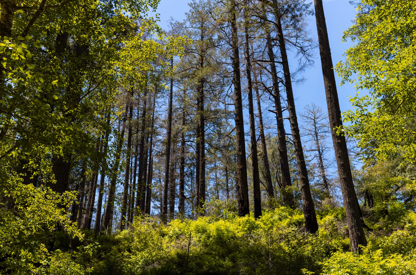 Marin County photo 4