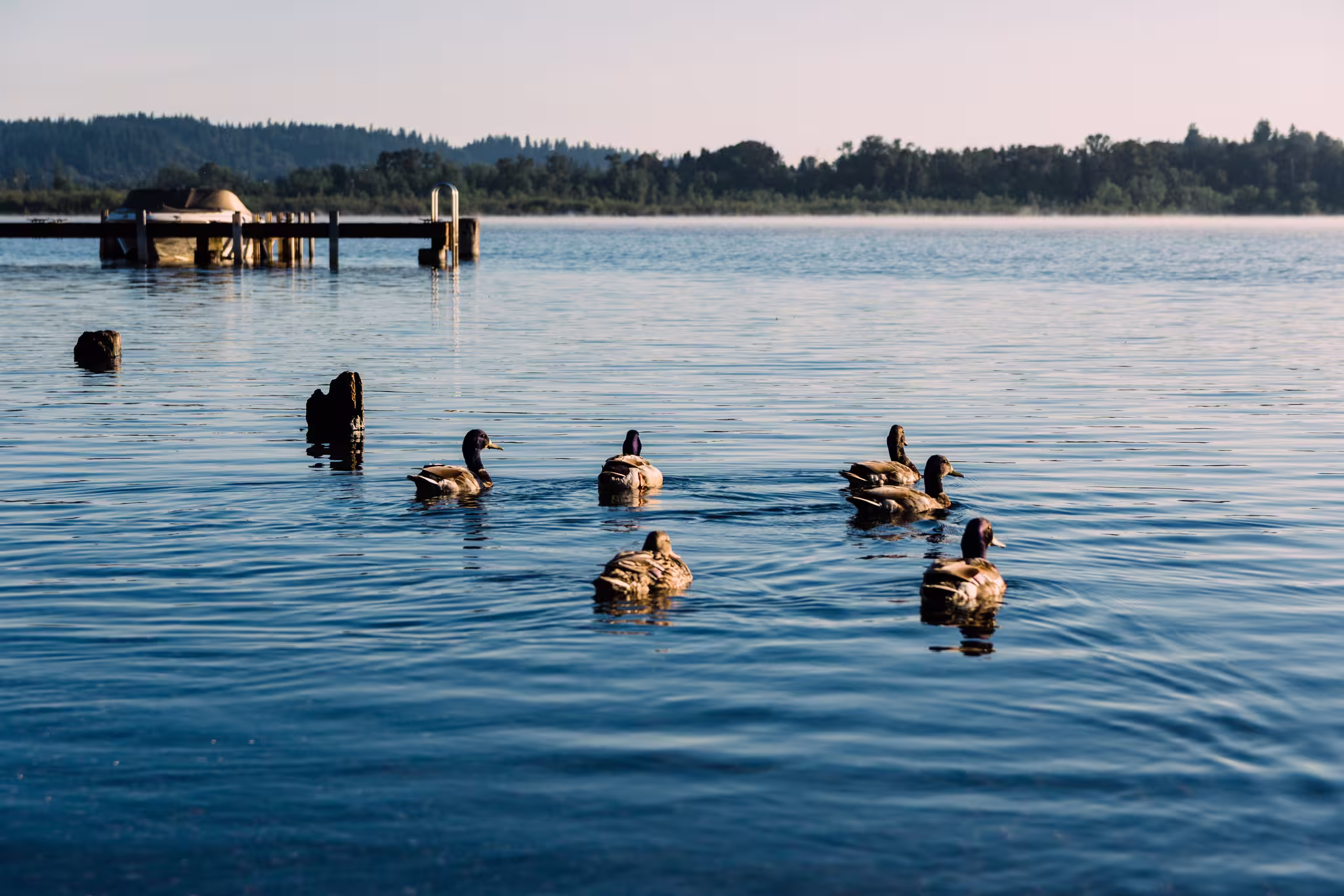 Kirkland Waterfront photo 3