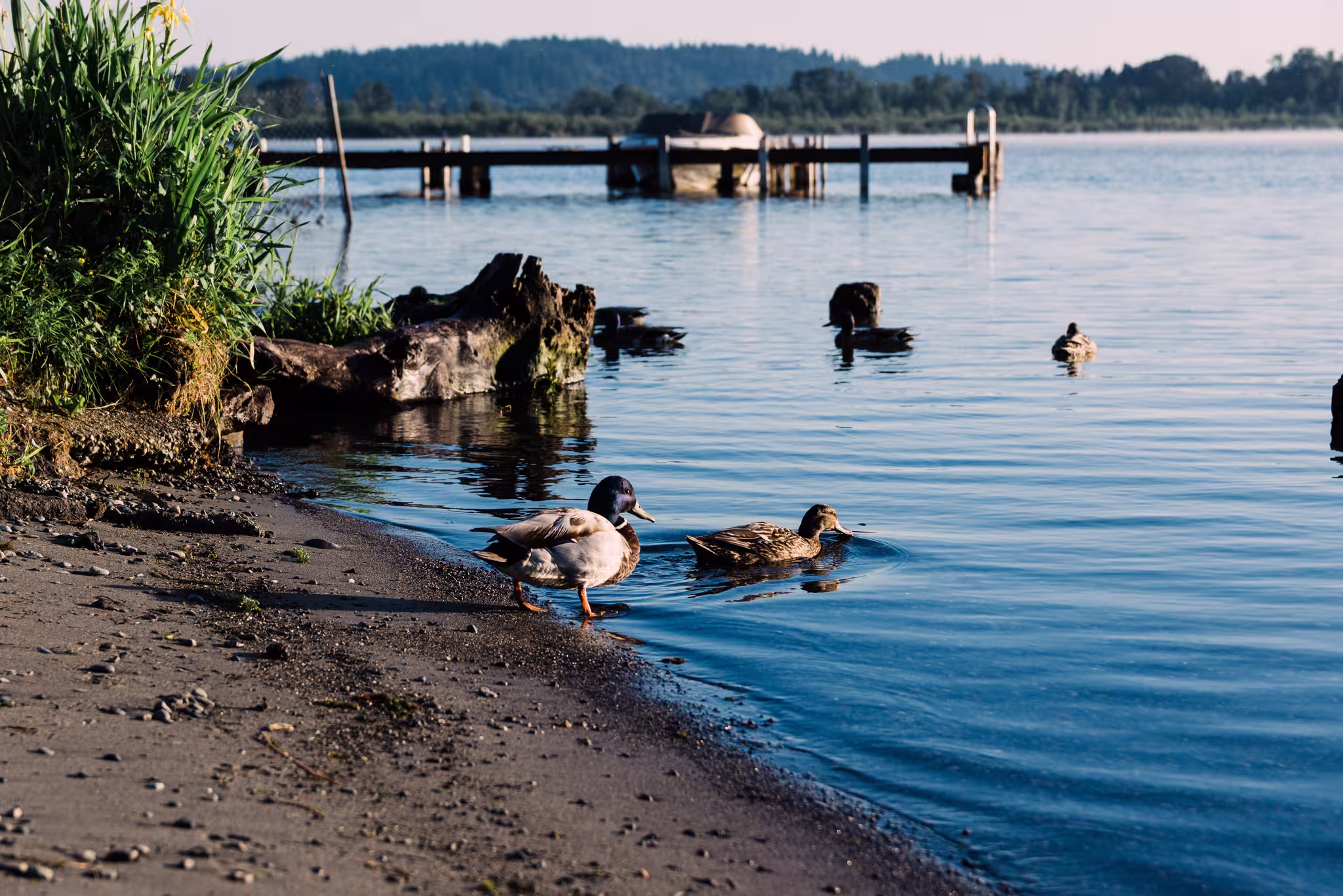 Kirkland Waterfront photo 2